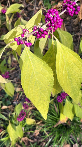 Callicarpa observed 2026-10-27