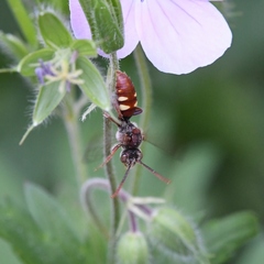 Nomada cuneata