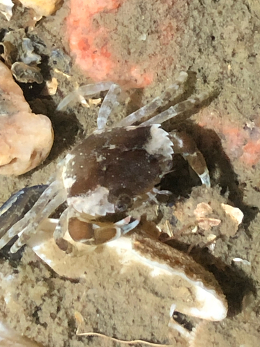Carcinus maenas observed 2026-10-27