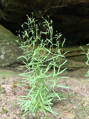 Mononeuria cumberlandensis