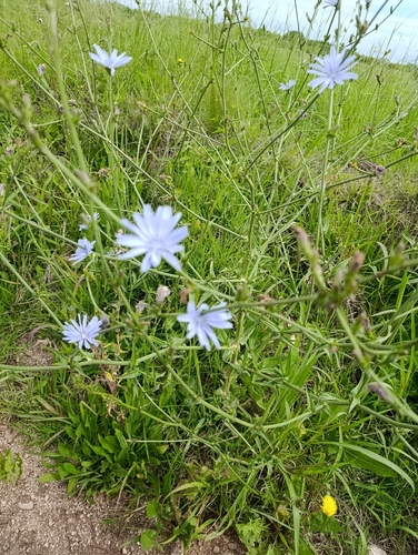 Cichorium intybus observed 2026-10-27
