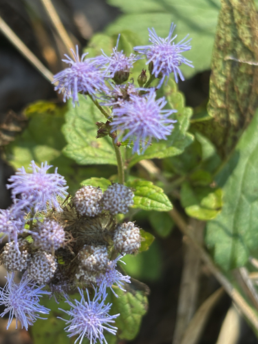 Eupatorium observed 2026-10-27