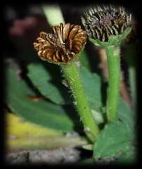 Solenogyne dominii