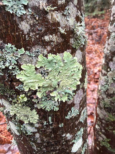 Parmotrema observed 2026-10-27