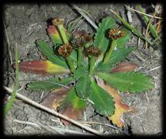 Solenogyne dominii