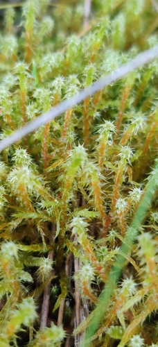Rhytidiadelphus squarrosus observed 2026-10-27