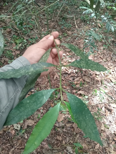 Garcinia observed 2026-10-27