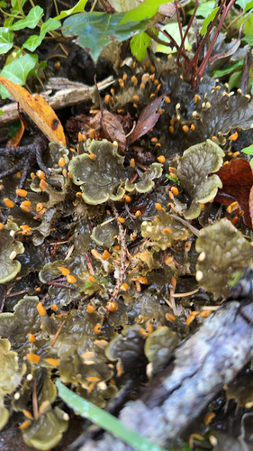 Peltigera observed 2026-10-27