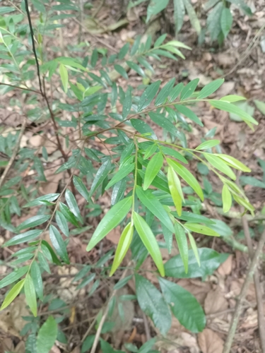 Xylopia observed 2026-10-27