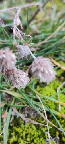 Trifolium arvense observed 2026-10-27
