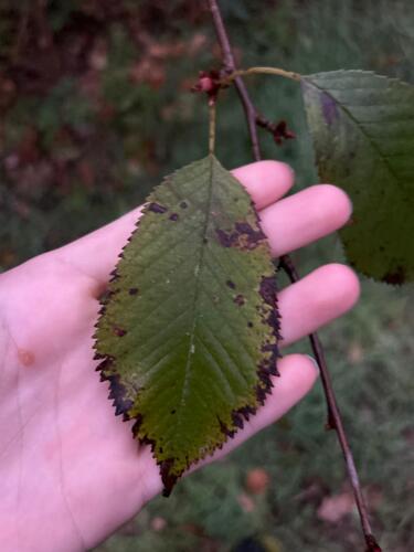 Prunus observed 2026-10-27
