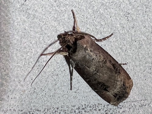 Agrotis ipsilon observed 2026-10-27