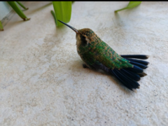 Chlorostilbon lucidus
