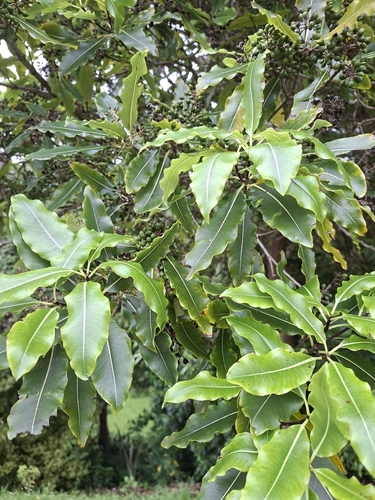 Pittosporum observed 2026-10-28
