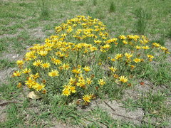 Senecio ceratophylloides