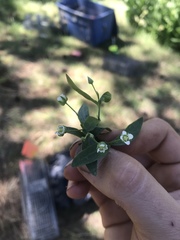 Moehringia macrophylla