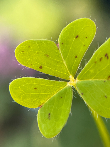 Oxalis observed 2026-10-27