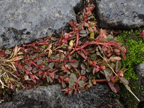 Euphorbia maculata observed 2026-10-27