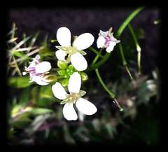 Rorippa dictyosperma