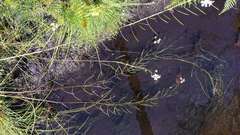 Rorippa dictyosperma