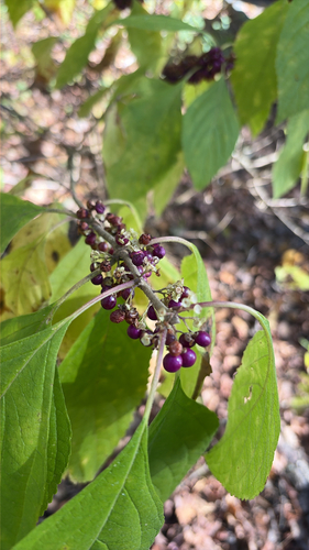 Callicarpa observed 2026-10-27