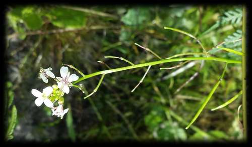 Image of Rorippa dictyosperma by (c) Russell Best, some rights reserved (CC BY)