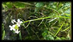 Rorippa dictyosperma