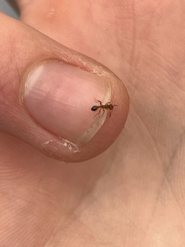 Tetramorium bicarinatum observed 2026-10-21