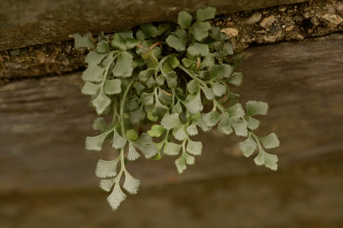 Asplenium observed 2026-10-27