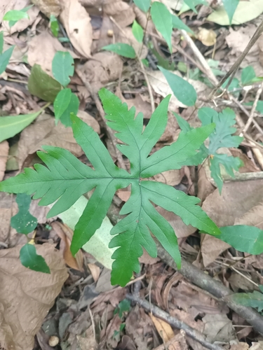 Geranium observed 2026-10-27