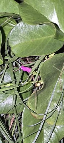 Ipomoea pes-caprae observed 2026-10-26