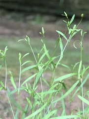 Mononeuria cumberlandensis