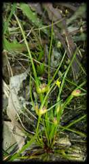 Centrolepis aristata