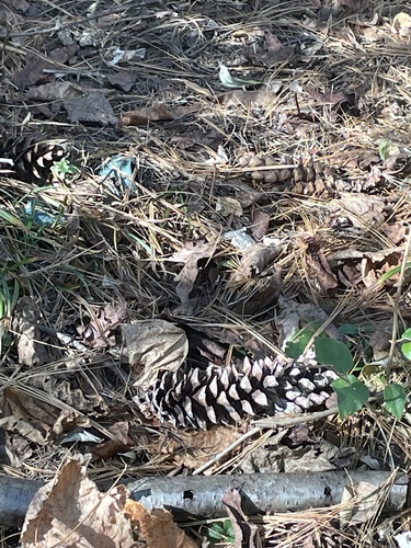 Pinus strobus observed 2026-10-27