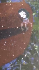 Tripedalia cystophora