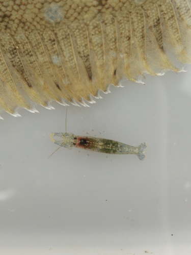 Athanas observed 2026-10-27