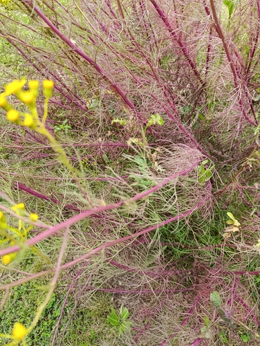 Senecio observed 2026-10-27