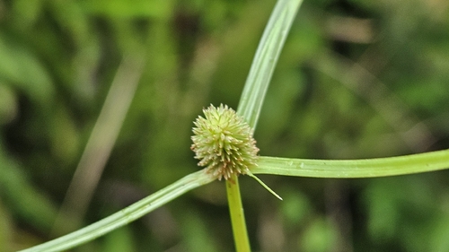 Cyperus brevifolius observed 2026-10-27