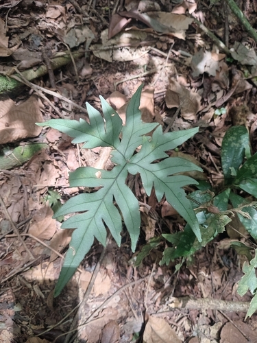 Doryopteris concolor observed 2026-10-27