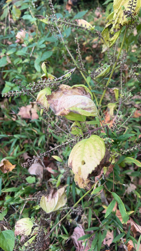 Perilla frutescens observed 2026-10-27