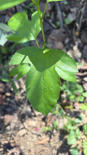 Passiflora observed 2026-10-27