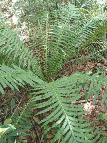 Blechnum observed 2026-10-27