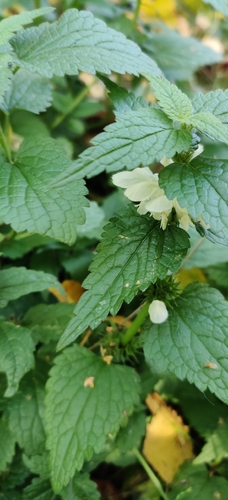 Lamium album observed 2026-10-27