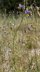Dianella amoena