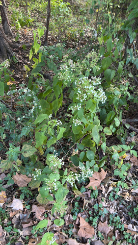 Ageratina altissima, 2026-10-27