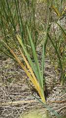 Dianella amoena