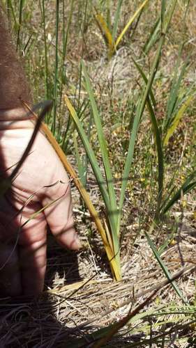 Image of Matted Flax-Lily (Dianella amoena) by (c) Russell Best, some rights reserved (CC BY)