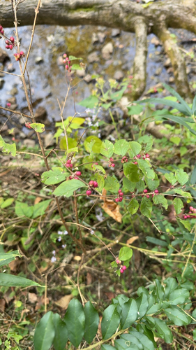 Lonicera observed 2026-10-27