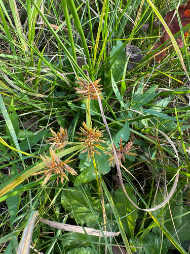 Cyperus strigosus observed 2026-10-27