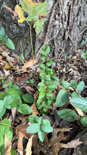 Ligustrum sinense observed 2026-10-27